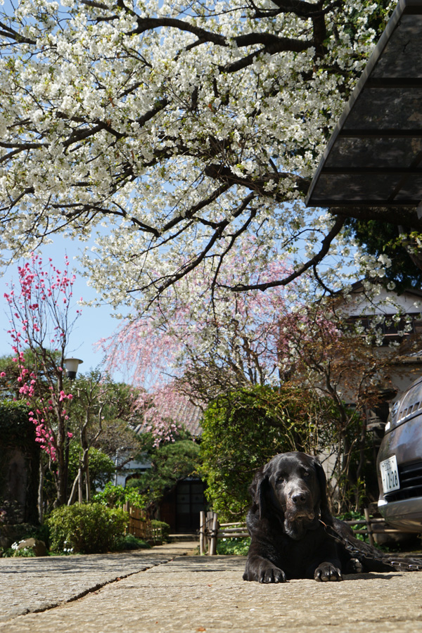 桜の季節_d0323943_1404250.jpg