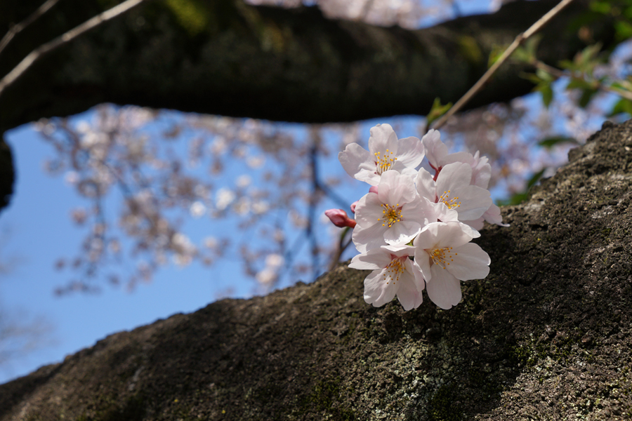 桜の季節_d0323943_150011.jpg