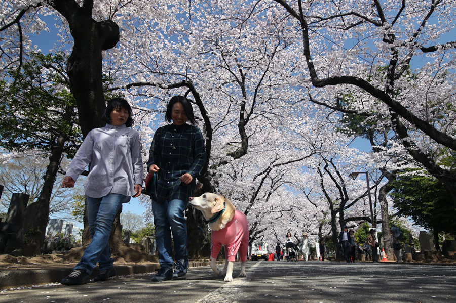 桜の季節_d0323943_1514967.jpg