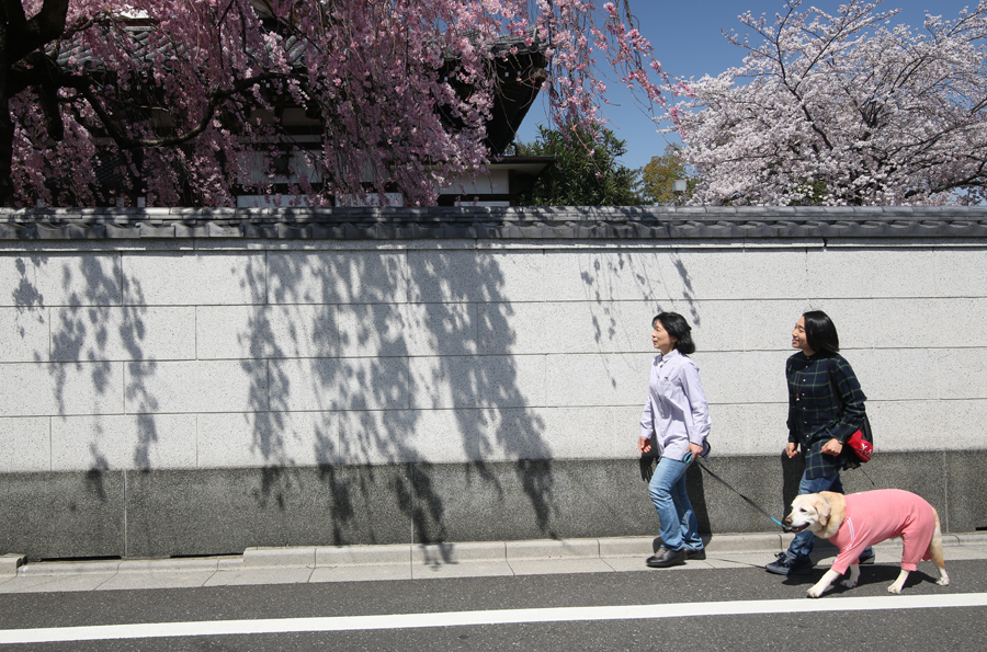 桜の季節_d0323943_1533459.jpg