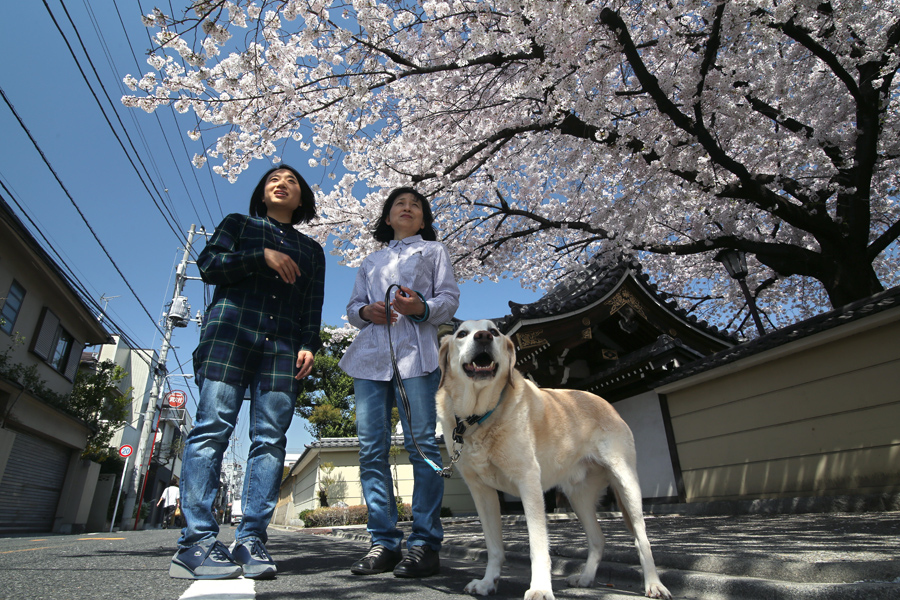 桜の季節_d0323943_1544184.jpg