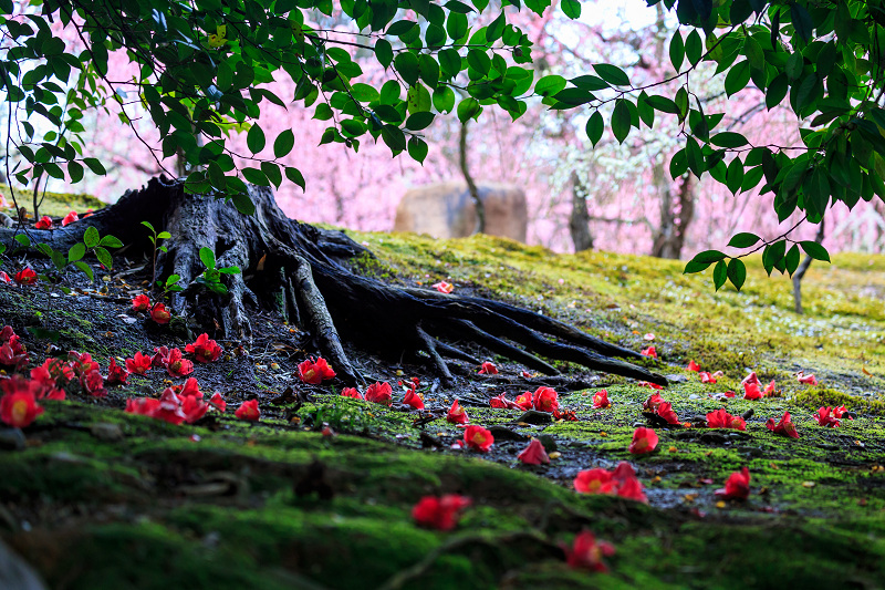 城南宮 落ち椿 花景色 K W C Photoblog