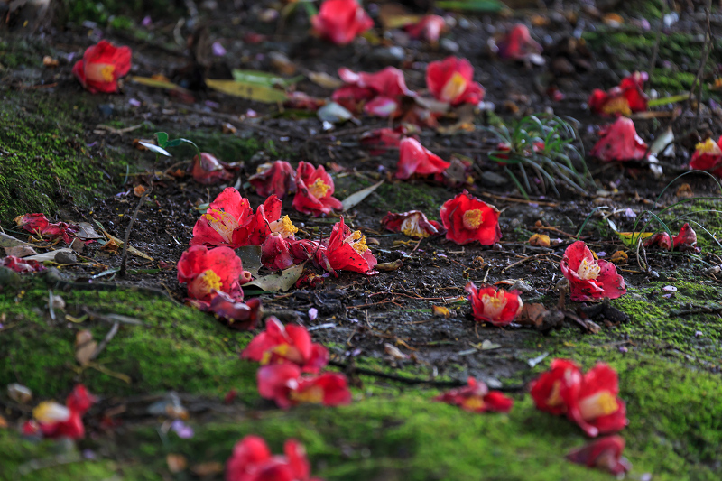 城南宮 落ち椿 花景色 K W C Photoblog 城南宮 落ち椿 花景色 K W C Photoblog