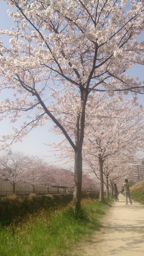 桜と久しぶりのお散歩_e0169149_1221698.jpg