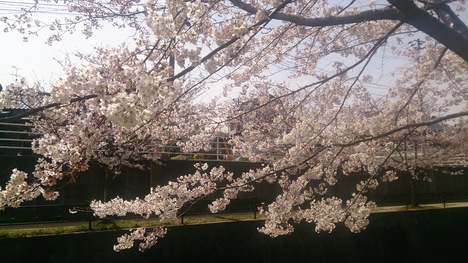 桜と久しぶりのお散歩_e0169149_1253542.jpg