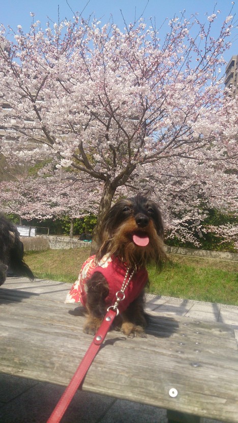 桜と久しぶりのお散歩_e0169149_1262737.jpg
