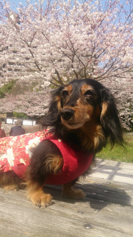 桜と久しぶりのお散歩_e0169149_1315727.jpg
