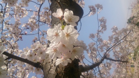 桜と久しぶりのお散歩_e0169149_1381473.jpg