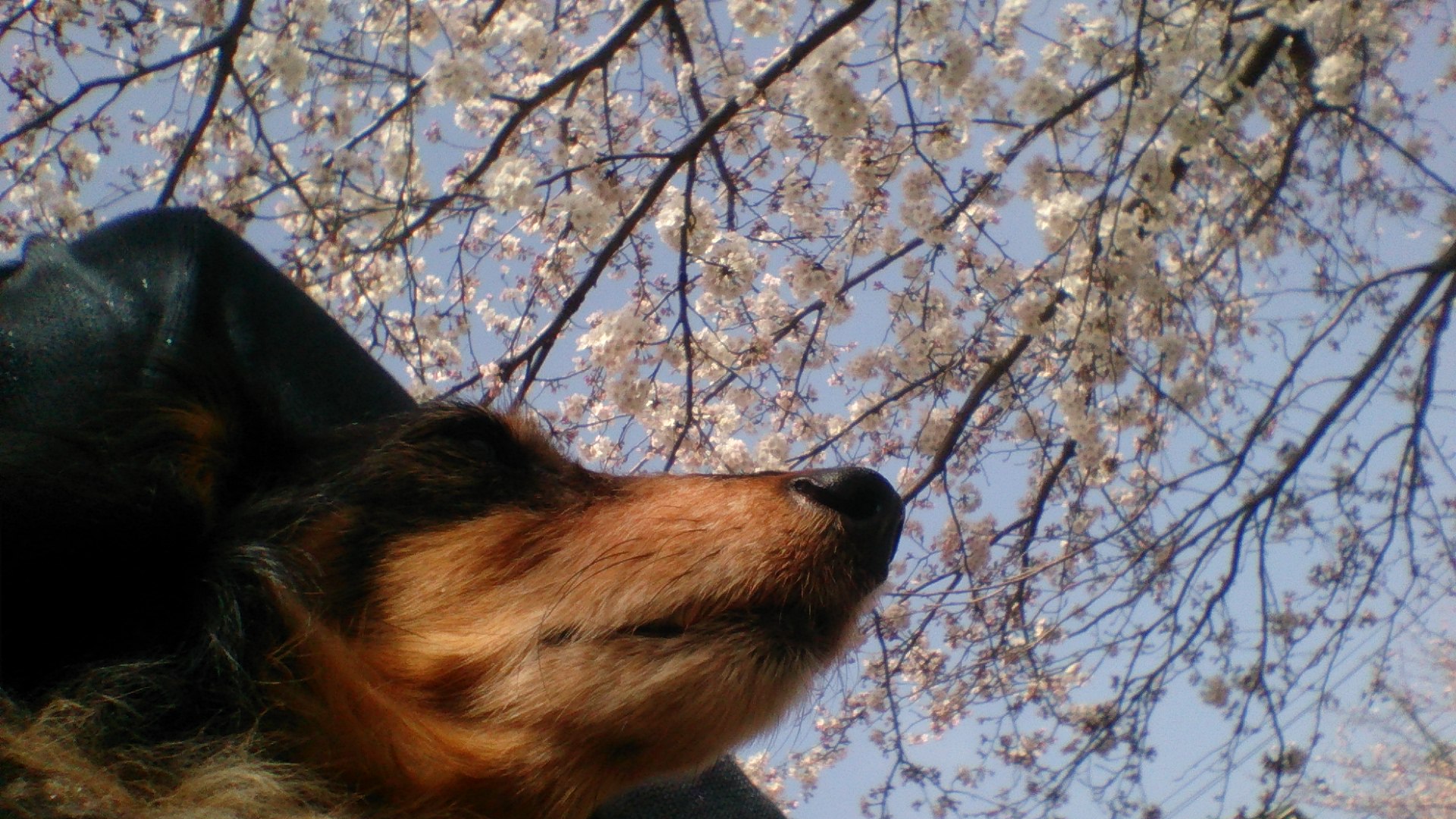 桜と久しぶりのお散歩_e0169149_138166.jpg