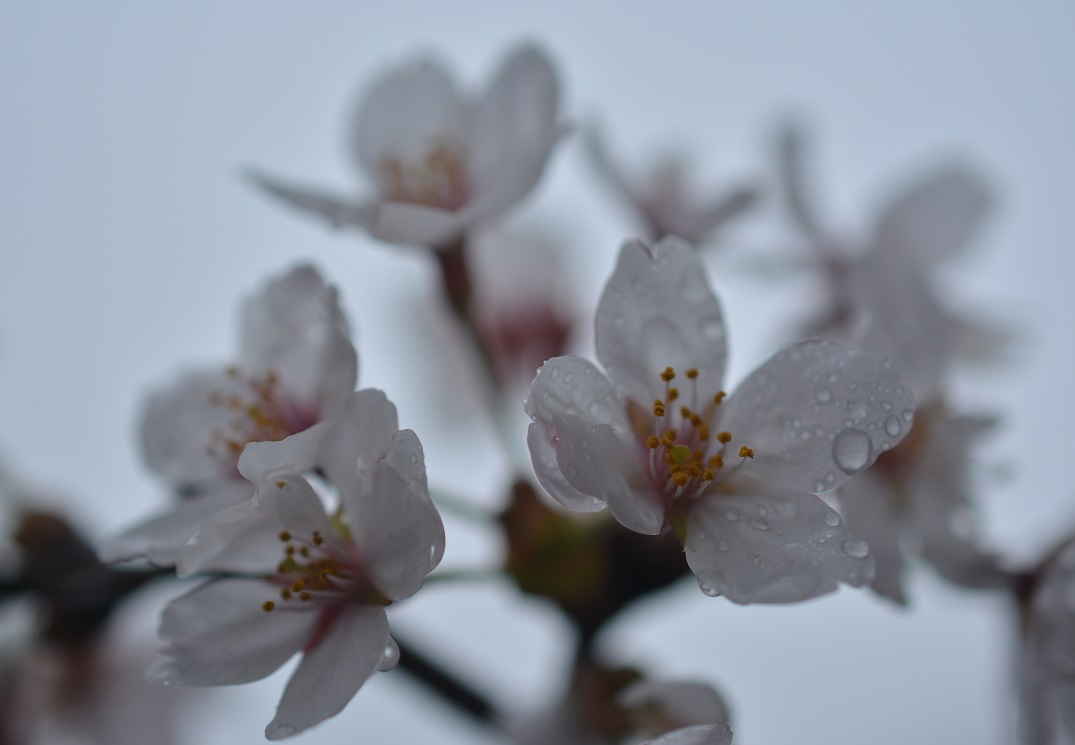 雨の中の桜。_a0055650_1820552.jpg