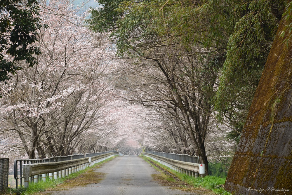 とことこトレイン　　錦川清流線_c0122455_19495362.jpg