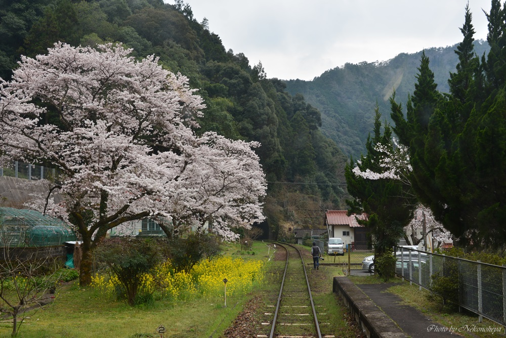 とことこトレイン　　錦川清流線_c0122455_19503062.jpg