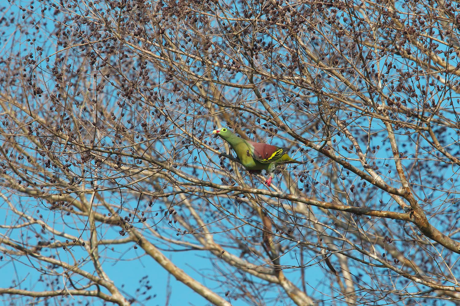 ハシブトアオバト　Thick-billed Green-Pigeon_d0013455_1937748.jpg