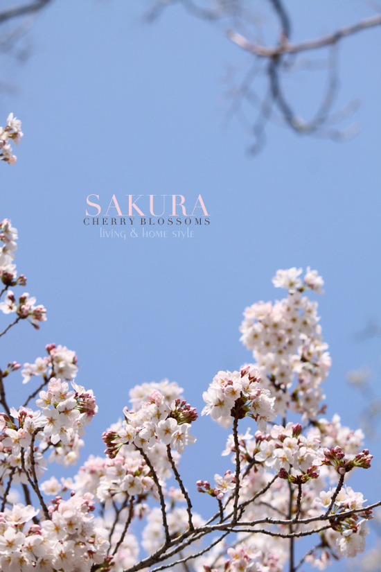 SAKURA Cherry Blossoms♡_f0344655_08212913.jpg