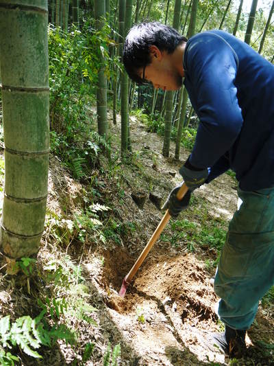幻の白い「長生たけのこ」 本日今期の初収穫(たけのこ掘り)&初出荷!!その2_a0254656_1927138.jpg