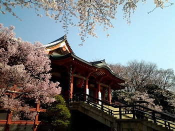 不動前の桜_a0061057_1111854.jpg