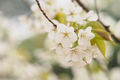 桜の季節_f0214858_1925240.jpg