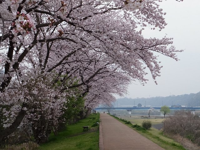 桜♪　相模川沿い_a0226059_23425847.jpg