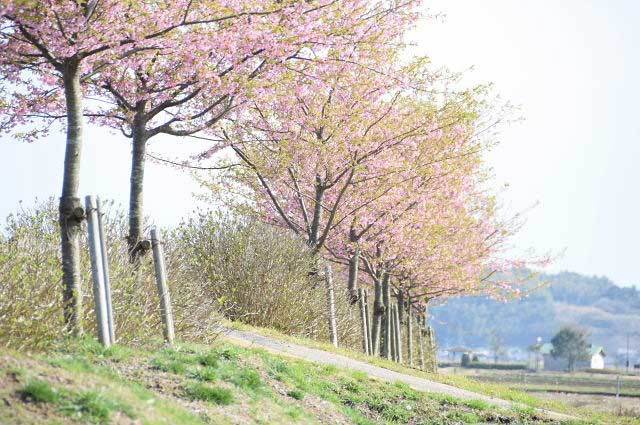 多古町に咲いた河津桜&キボウノヒカリ_b0053765_22220731.jpg