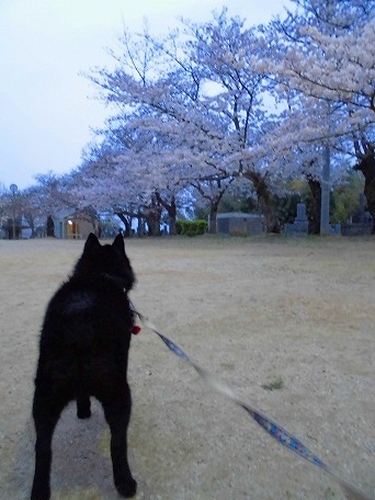 お花見犬_e0002466_2031068.jpg