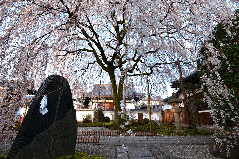 一本の枝垂れ桜　本満寺_c0317868_15554013.jpg