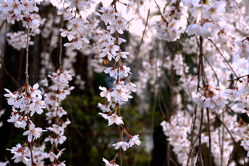 一本の枝垂れ桜　本満寺_c0317868_15584230.jpg