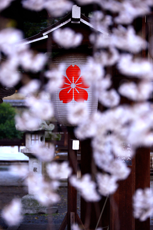 魁桜　平野神社_c0317868_18220355.jpg