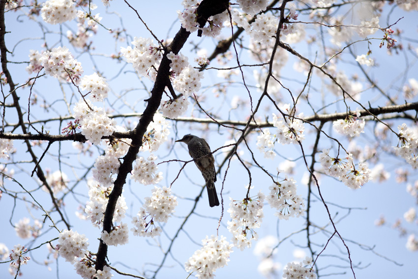 ヒヨさんは桜の蜜を吸う_e0195168_1362564.jpg