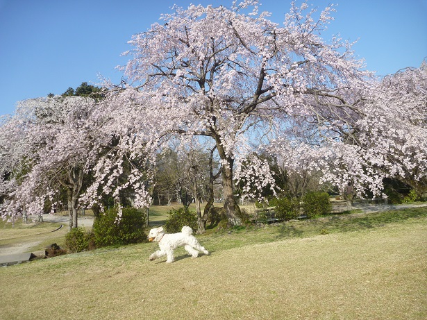 桜の下には喜び犬。_e0161972_920121.jpg