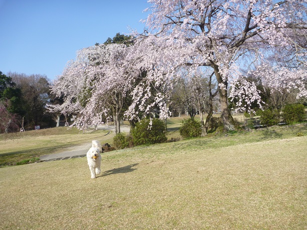 桜の下には喜び犬。_e0161972_9245394.jpg