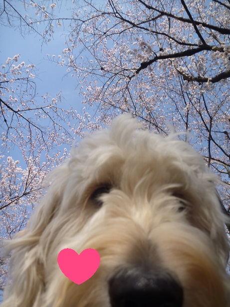 桜の下には喜び犬。_e0161972_9533324.jpg