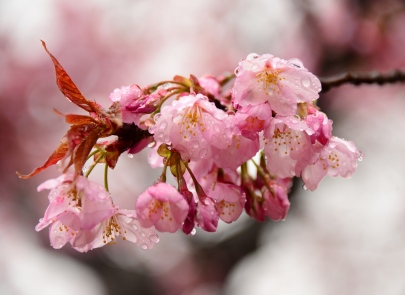 趣味の写真・・・幸田しだれ桜　　　幸田市_b0105374_19355984.jpg