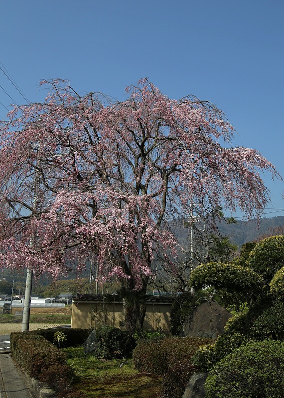 a0105680_0151626.jpg