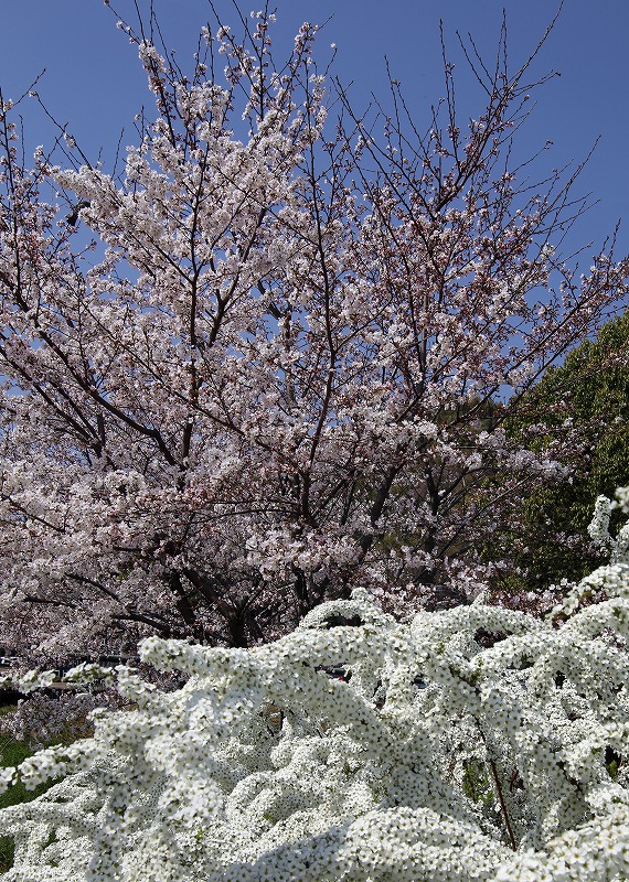 a0105680_0155589.jpg