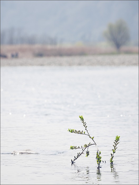 水辺の風景_a0161380_14494118.jpg