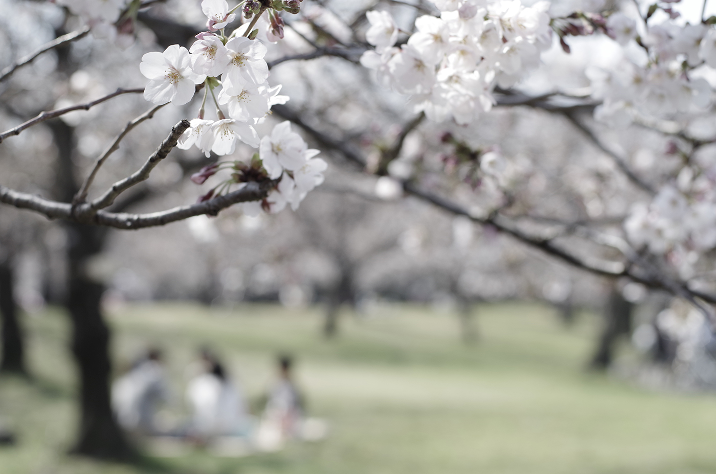 ２０１５、高石の桜、その８。_d0286980_182448.jpg