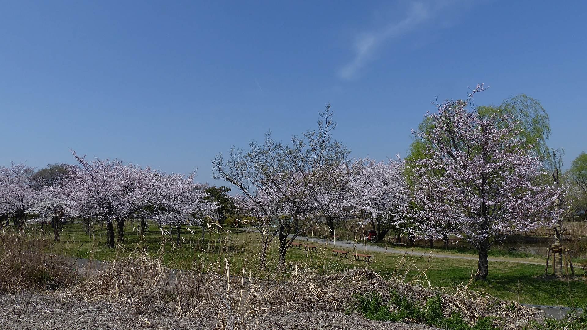 続・今年の花見はベニちゃんと_a0185081_12323897.jpg