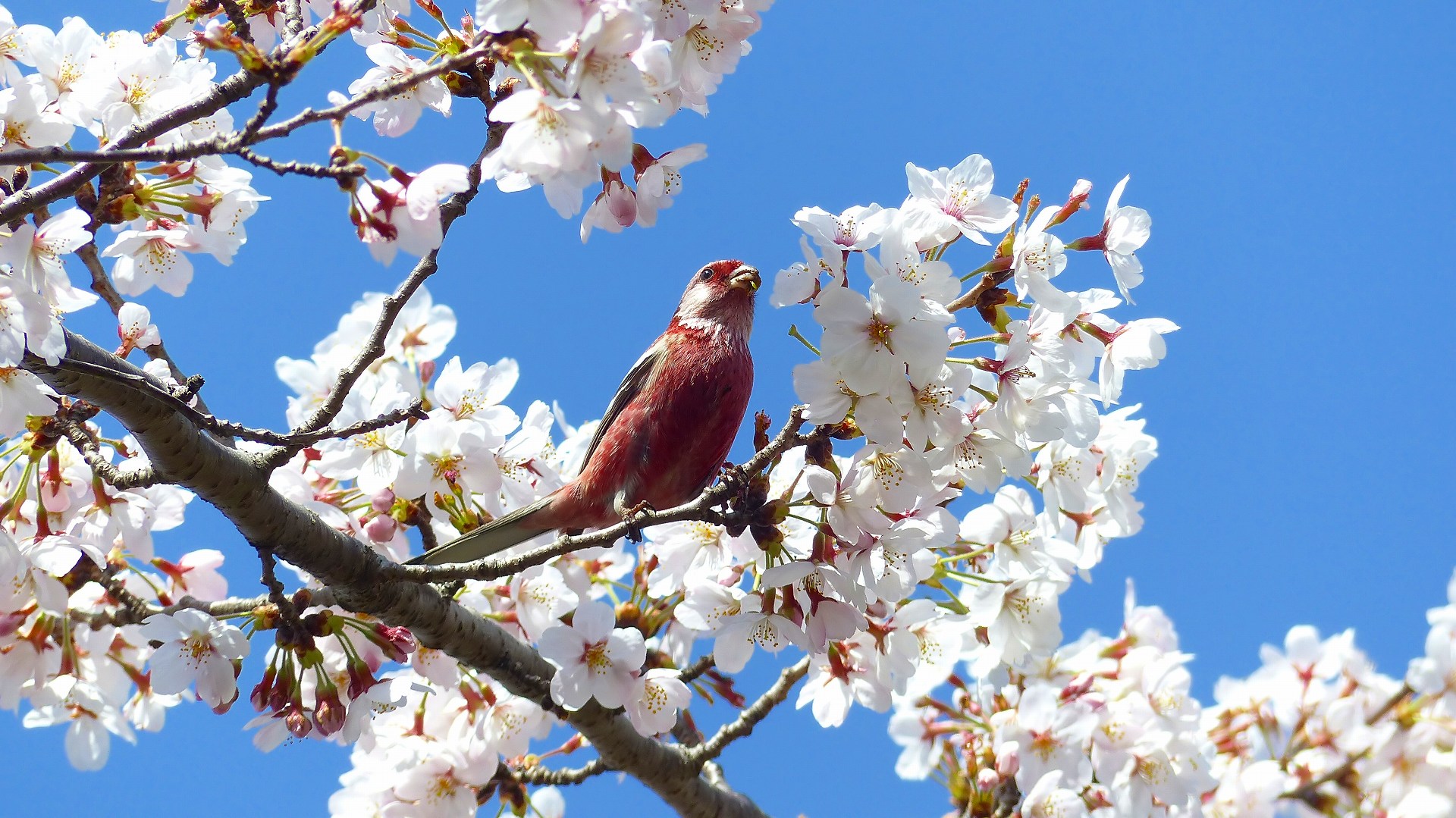 続・今年の花見はベニちゃんと_a0185081_12324935.jpg