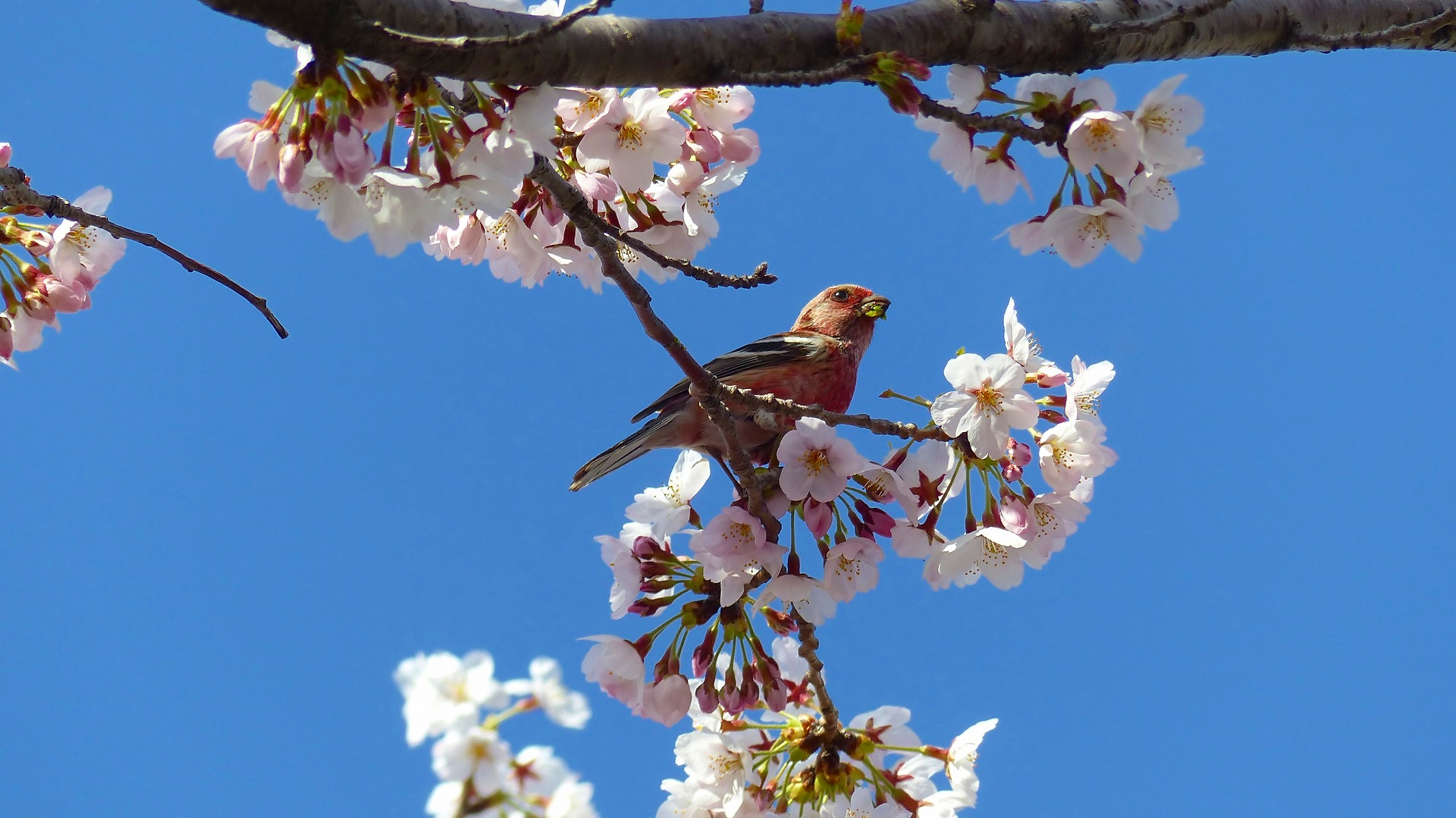 続・今年の花見はベニちゃんと_a0185081_12331569.jpg