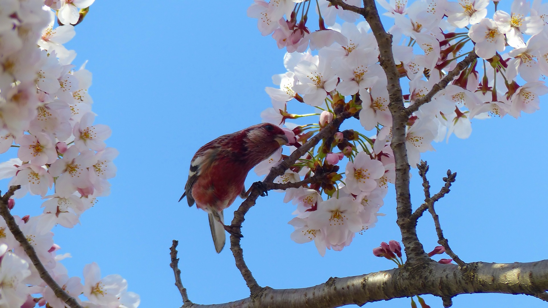 続・今年の花見はベニちゃんと_a0185081_1234285.jpg