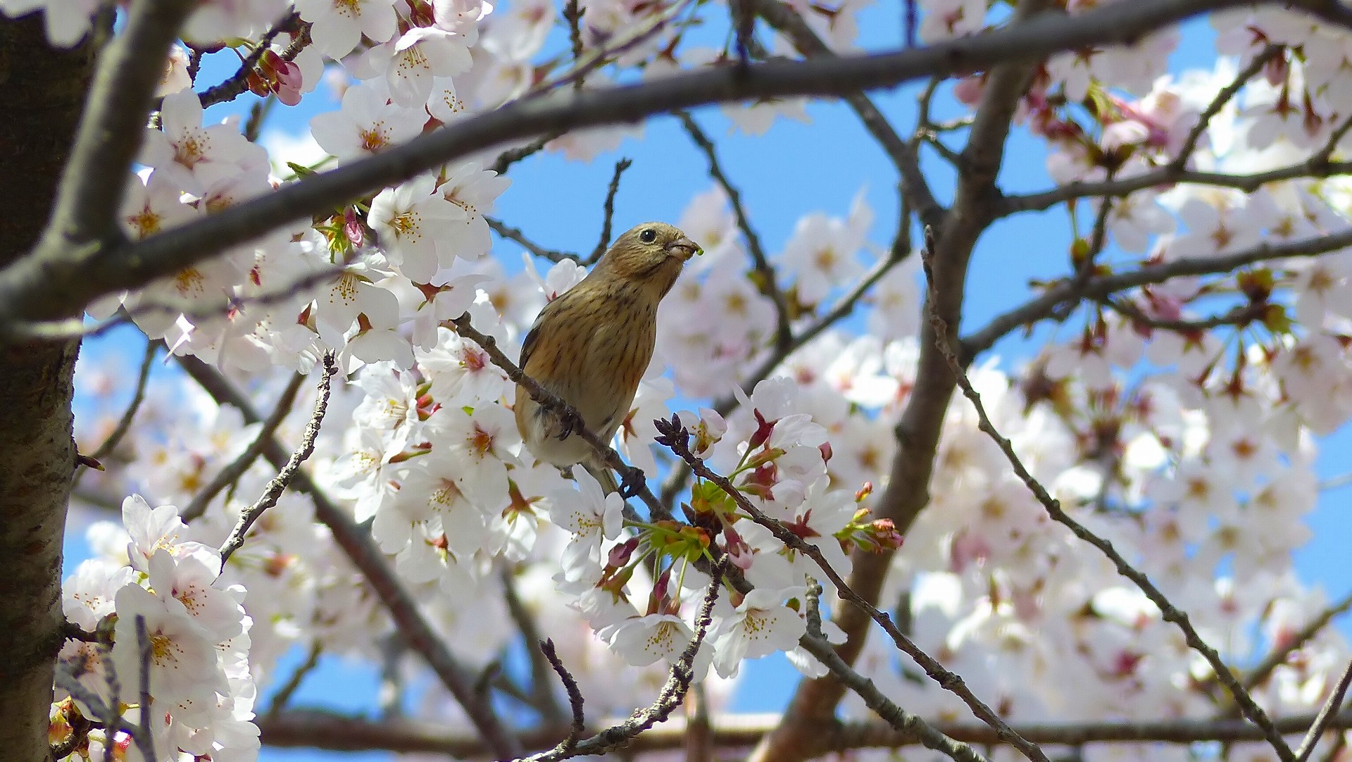 続・今年の花見はベニちゃんと_a0185081_12345246.jpg