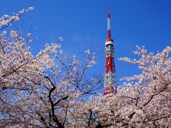 やっぱり東京タワーが好き！　桜満開編_e0156083_9164418.jpg