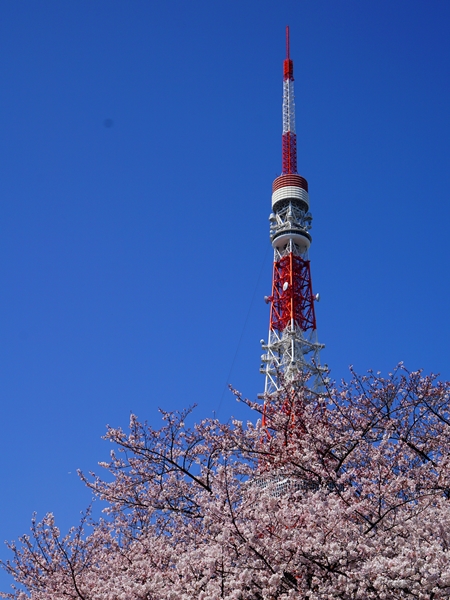 やっぱり東京タワーが好き！　桜満開編_e0156083_9165252.jpg