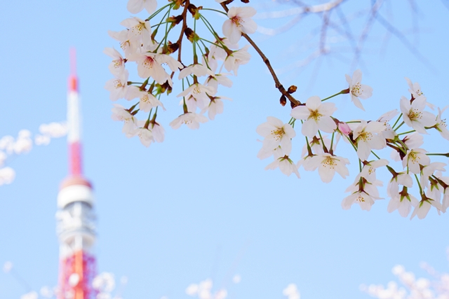 やっぱり東京タワーが好き！　桜満開編_e0156083_917522.jpg