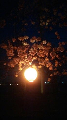 夜桜_c0348784_19554693.jpg