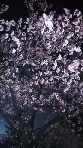 夜桜_c0348784_19554748.jpg