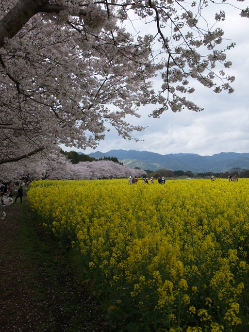 今日もまた西都原公園_f0197985_189656.jpg