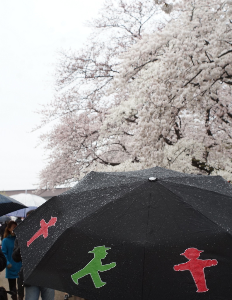 日曜日、まずは桜です。_c0180686_17061566.jpg