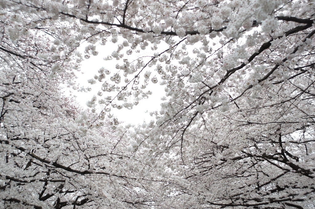 日曜日、まずは桜です。_c0180686_17071095.jpg