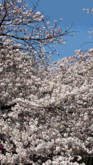 2015年　目黒川の桜_a0049287_1616971.jpg